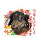 ココアちゃん☆（個別スタンプ：1）
