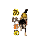 ♡黒柴龍太郎♡3（個別スタンプ：2）