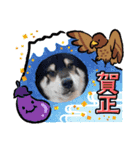 ♡黒柴龍太郎♡3（個別スタンプ：4）