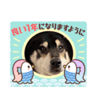 ♡黒柴龍太郎♡3（個別スタンプ：5）