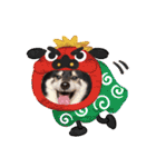 ♡黒柴龍太郎♡3（個別スタンプ：6）