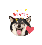 ♡黒柴龍太郎♡3（個別スタンプ：8）