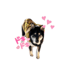 ♡黒柴龍太郎♡3（個別スタンプ：11）