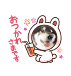 ♡黒柴龍太郎♡3（個別スタンプ：14）