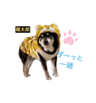 ♡黒柴龍太郎♡3（個別スタンプ：24）