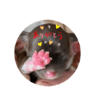 ちゃぴ5の1（個別スタンプ：5）