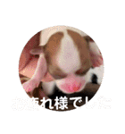 ちゃぴ5の1（個別スタンプ：6）