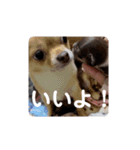 ちゃぴ5の1（個別スタンプ：7）