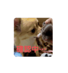 ちゃぴ5の1（個別スタンプ：8）