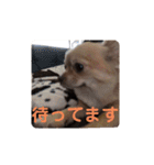 ちゃぴ5の1（個別スタンプ：10）