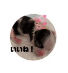 ちゃぴ5の1（個別スタンプ：11）