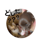 ちゃぴ5の1（個別スタンプ：13）