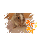 新 ハムスターとデグーの日常 4 時々猫（個別スタンプ：6）