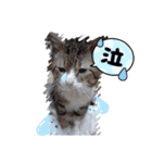 新 ハムスターとデグーの日常 4 時々猫（個別スタンプ：16）
