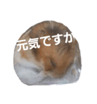 新 ハムスターとデグーの日常 4 時々猫（個別スタンプ：18）