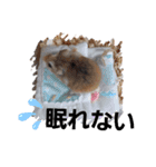 新 ハムスターとデグーの日常 4 時々猫（個別スタンプ：24）