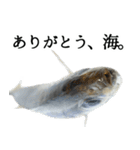 水生生物集『真鯵 マアジ』アジング,釣り編（個別スタンプ：30）