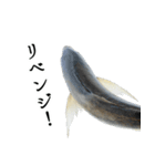 水生生物集『真鯵 マアジ』アジング,釣り編（個別スタンプ：34）