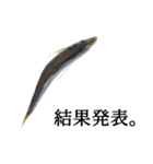 水生生物集『真鯵 マアジ』アジング,釣り編（個別スタンプ：36）