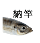 水生生物集『真鯵 マアジ』アジング,釣り編（個別スタンプ：40）