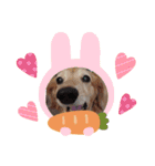 キュ一トな犬スタンプ（個別スタンプ：7）
