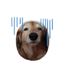 キュ一トな犬スタンプ（個別スタンプ：11）