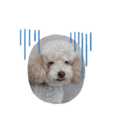 キュ一トな犬スタンプ（個別スタンプ：12）
