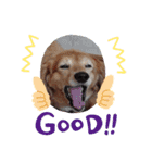 キュ一トな犬スタンプ（個別スタンプ：13）