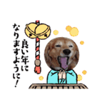 キュ一トな犬スタンプ（個別スタンプ：15）