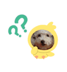 キュ一トな犬スタンプ（個別スタンプ：16）