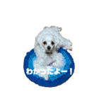 ハル＆モチャ-4（個別スタンプ：5）