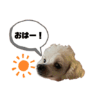 ハル＆モチャ-4（個別スタンプ：18）