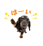 THE DOG ダックスフンド（個別スタンプ：1）