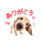 THE DOG ダックスフンド（個別スタンプ：3）