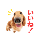 THE DOG ダックスフンド（個別スタンプ：5）