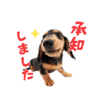 THE DOG ダックスフンド（個別スタンプ：8）