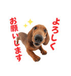 THE DOG ダックスフンド（個別スタンプ：10）