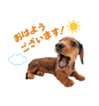 THE DOG ダックスフンド（個別スタンプ：13）