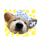 世界で1番可愛い犬Part2（個別スタンプ：1）