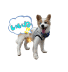 世界で1番可愛い犬Part2（個別スタンプ：3）