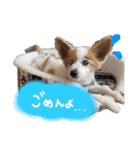 世界で1番可愛い犬Part2（個別スタンプ：4）
