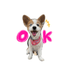 世界で1番可愛い犬Part2（個別スタンプ：6）