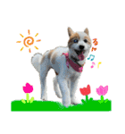 世界で1番可愛い犬Part2（個別スタンプ：7）