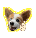 世界で1番可愛い犬Part2（個別スタンプ：9）