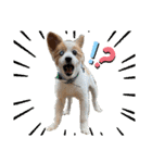 世界で1番可愛い犬Part2（個別スタンプ：11）