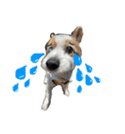世界で1番可愛い犬Part2（個別スタンプ：12）