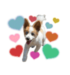 世界で1番可愛い犬Part2（個別スタンプ：13）