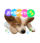 世界で1番可愛い犬Part2（個別スタンプ：14）