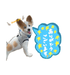 世界で1番可愛い犬Part2（個別スタンプ：15）