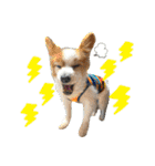 世界で1番可愛い犬Part2（個別スタンプ：16）